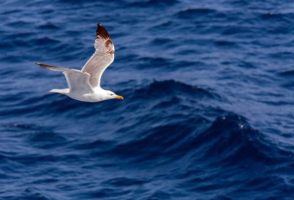 Flygande havsmås i blå himmel — Stockfoto