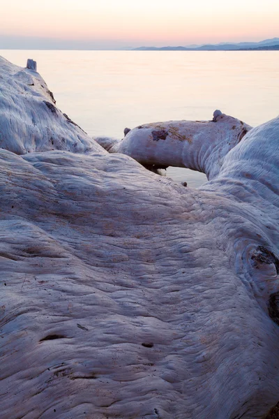 Sonnenuntergang mit altem Olivenbaum, chalkidiki — Stockfoto