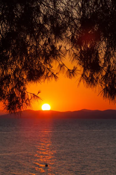 Pôr do sol com Pinetree, Sithonia — Fotografia de Stock