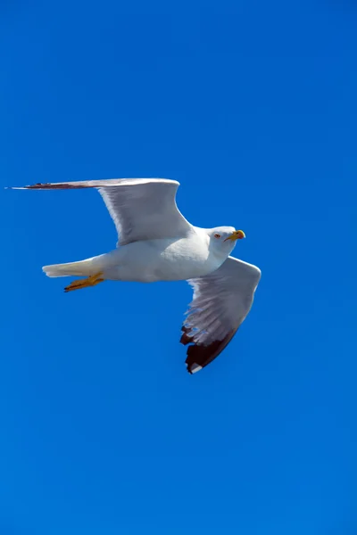 Flying Sea Gull in Blue Sky — Stock Photo, Image