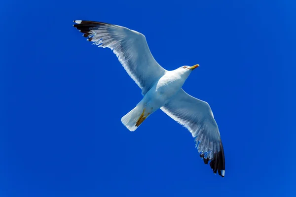 Mouette volante dans le ciel bleu — Photo