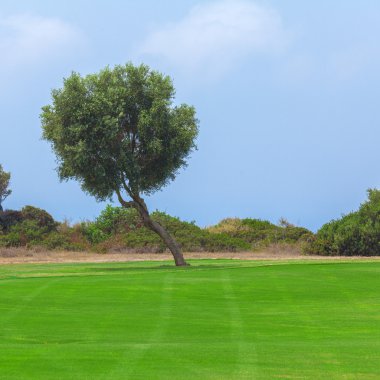 Zeytin ağacı ve Golf alanı, Paphos