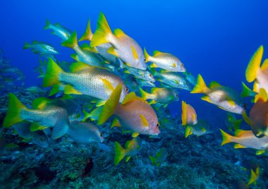 okul, snappers, cayo largo, Küba