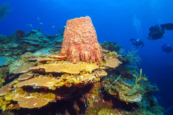 Korálový útes poblíž cayo largo, Kuba — Stock fotografie