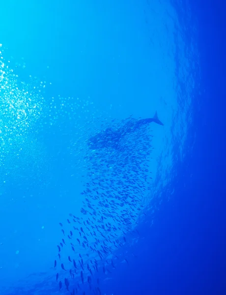 Tubarão-baleia com escola de peixes, Cayo Largo, Cuba — Fotografia de Stock