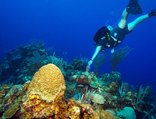 Scuba diver, swimmnig naar beneden, cuba — Stockfoto