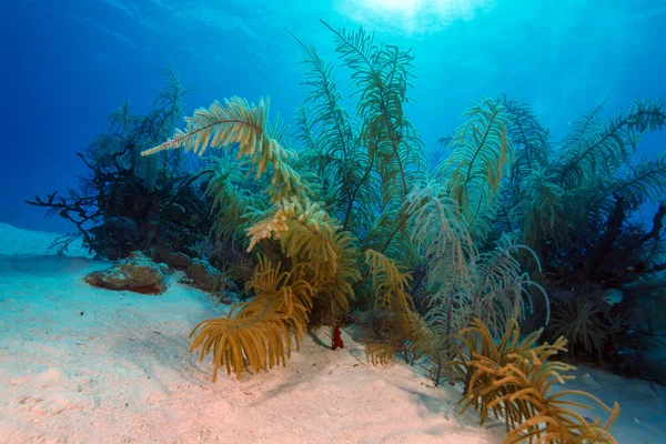 Mjuka koraller nära cayo largo, Kuba — Stockfoto