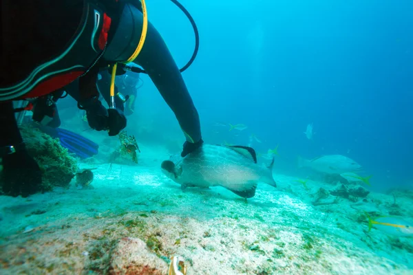 Dykare, utfodring stora grouper med hummer, Kuba — Stockfoto