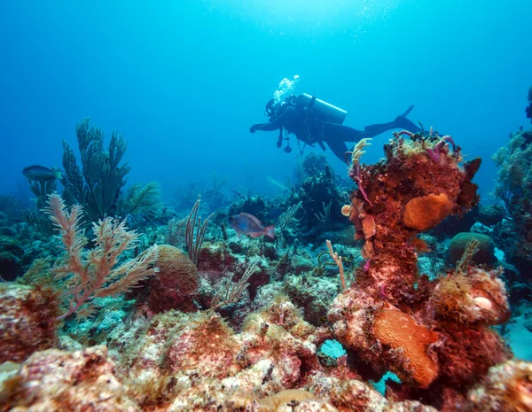 Дайвер рядом с кораллами, Куба — стоковое фото