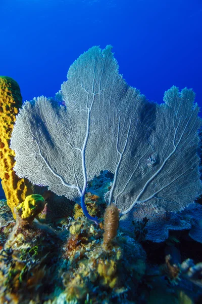 Cayo largo, Küba'ya yakın mercan resifi — Stok fotoğraf