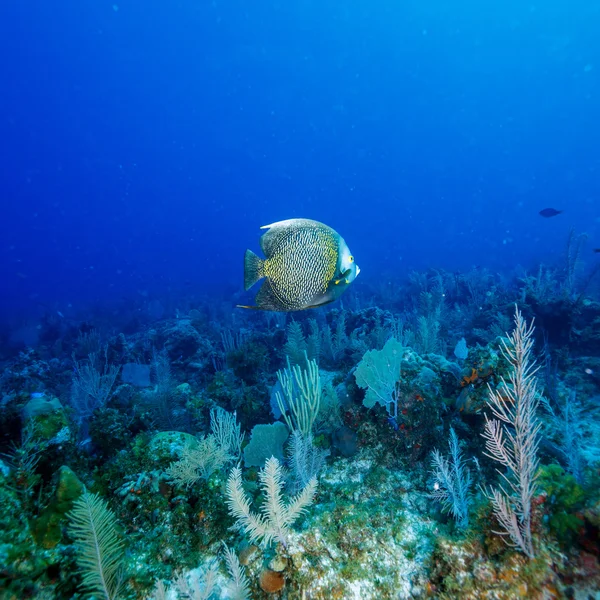 Grote Franse keizersvis (Pomacanthus paru) in de buurt van koraal, Cayo Largo, — Stockfoto