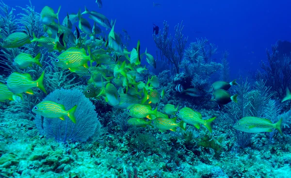 Skola av snappers, cayo largo, Kuba — Stockfoto