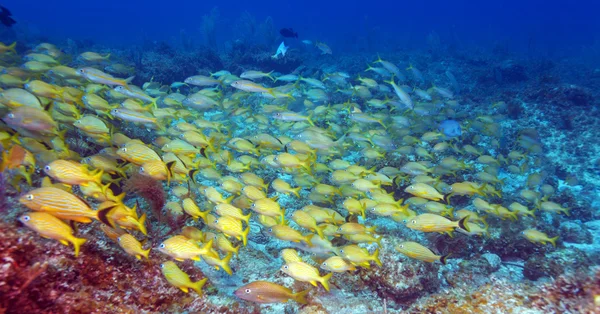 Schule der Schnapper, cayo largo, kuba — Stockfoto