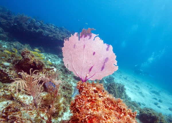 Korálový útes poblíž cayo largo, Kuba — Stock fotografie