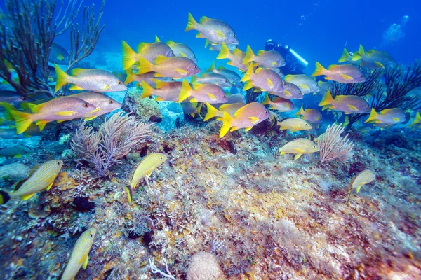 Schule der Schnapper, cayo largo, kuba — Stockfoto