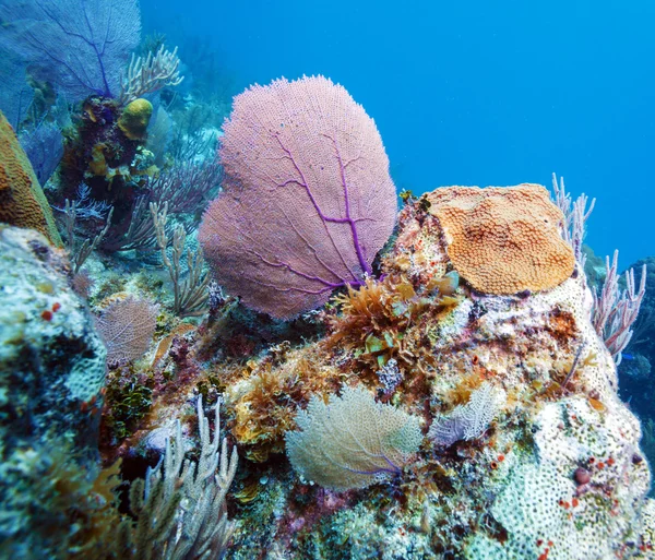 Korálový útes poblíž cayo largo, Kuba — Stock fotografie