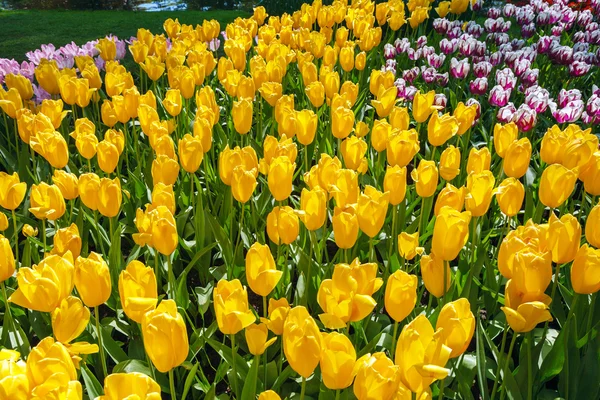 Flower Garden Keukenhof, Amsterdam — Stock Photo, Image