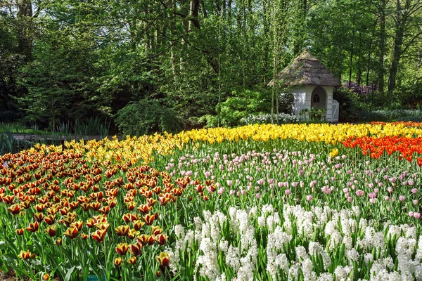 Jardín de flores Keukenhof, Amsterdam — Foto de Stock