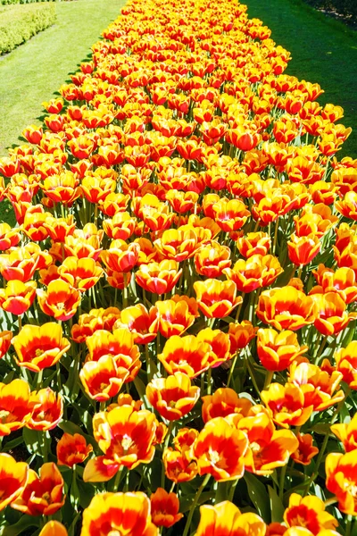 Blumengarten keukenhof, amsterdam — Stockfoto