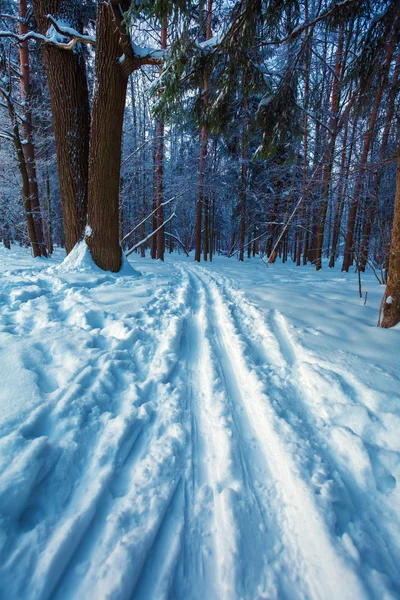 Běžecké lyžařské Road na Winter Forest — Stock fotografie