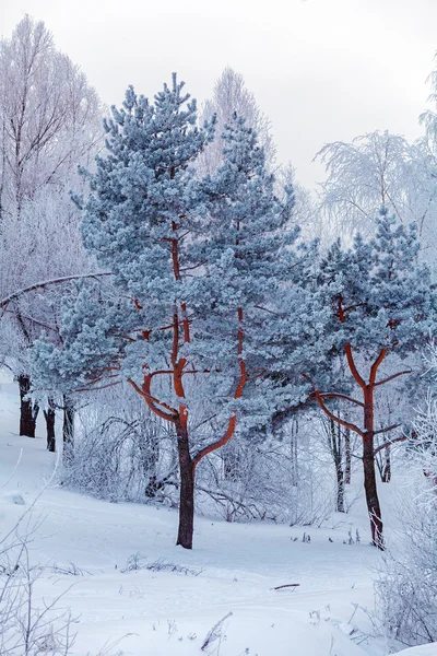 Floresta de inverno com árvores nevadas — Fotografia de Stock