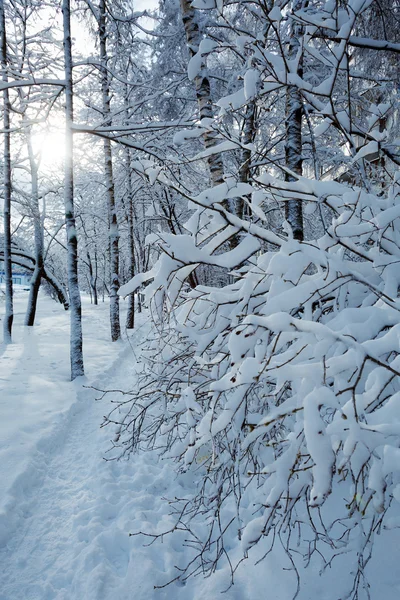 눈덮인 나무들이 있는 겨울 숲 — 스톡 사진