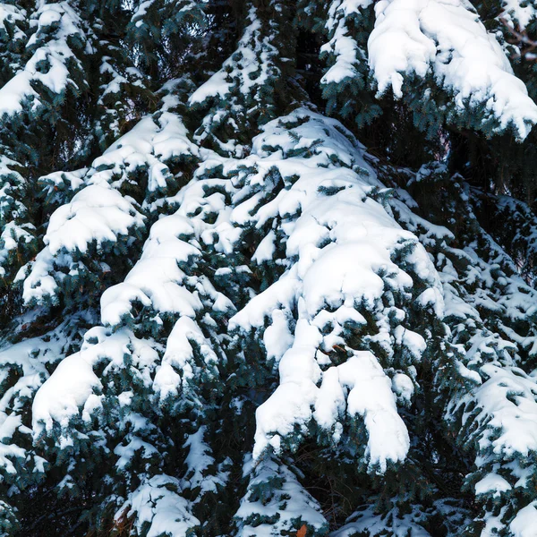 下雪的圣诞松树分支 — 图库照片