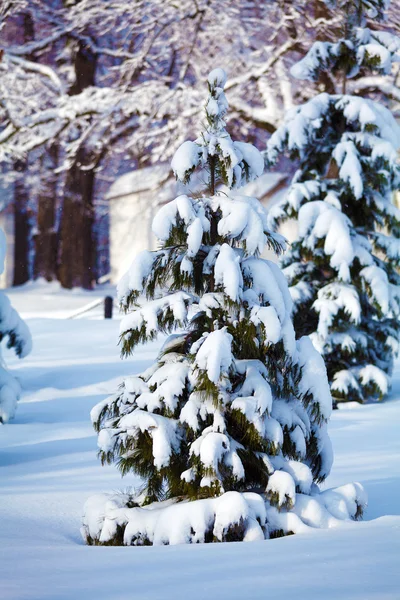Schneebedeckte Kiefern im Winterwald — Stockfoto