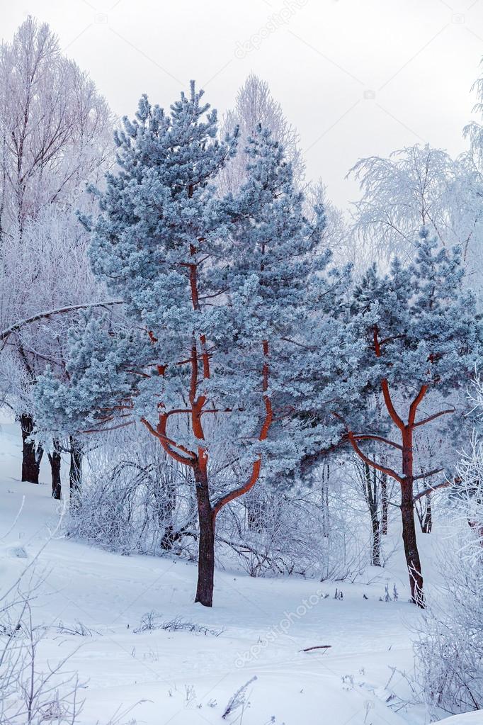 Winter Forest with Snowy Trees