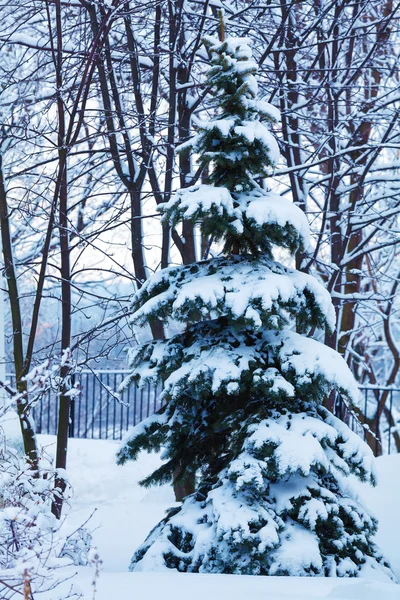 Snowy sosny w zimowym lesie — Zdjęcie stockowe