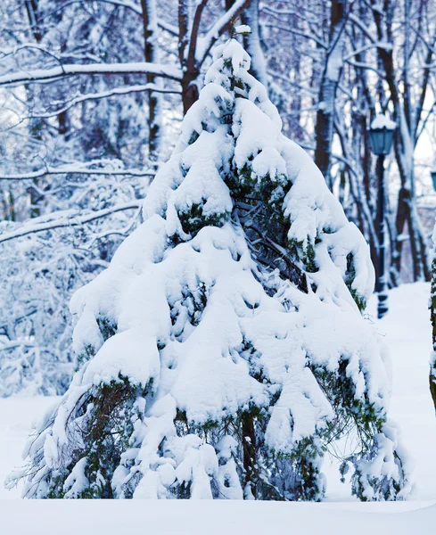 Pinheiros nevados na floresta de inverno — Fotografia de Stock