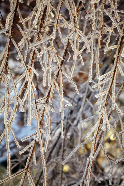 Árvore congelada após chuva gelada — Fotografia de Stock