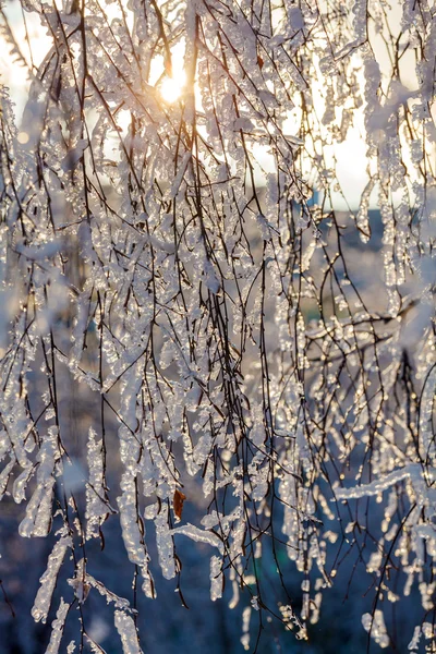 Albero congelato dopo la pioggia gelida — Foto Stock