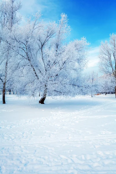 Paysage hivernal enneigé — Photo