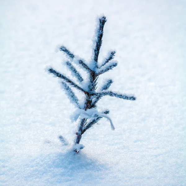 Pinheiro nevado na floresta de inverno — Fotografia de Stock