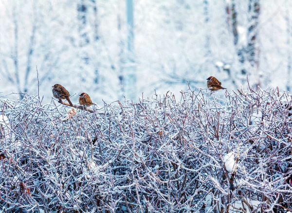 Niedliche Spatzen sitzen auf winterlichen Büschen — Stockfoto