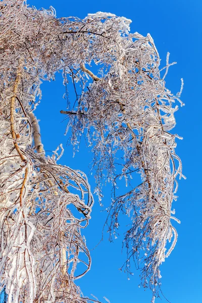Zamrożone drzewa po lodowaty deszcz — Zdjęcie stockowe