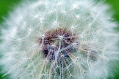 karahindiba beyaz arka plan