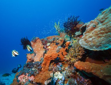 Balıklar ve deniz dibindeki ekosistem