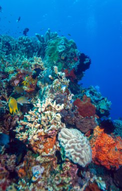 Balıklar ve deniz dibindeki ekosistem