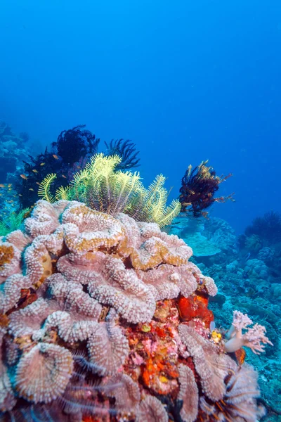 Colorido arrecife de coral tropical con lirios de mar — Foto de Stock