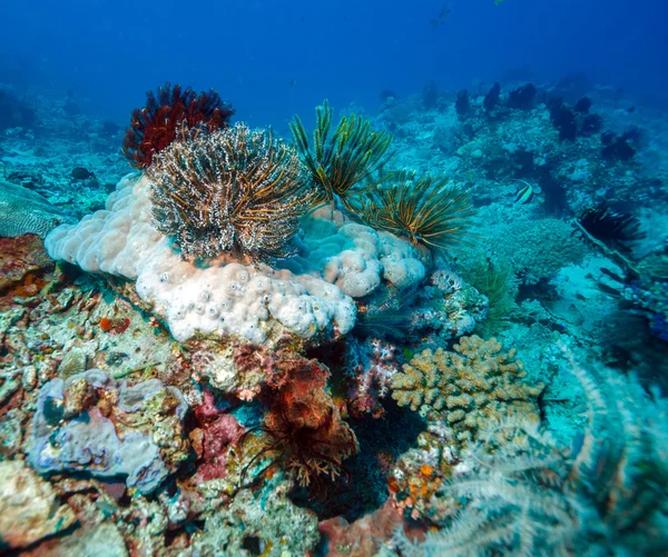 Красочный тропический коралловый риф с морскими лилиями — стоковое фото