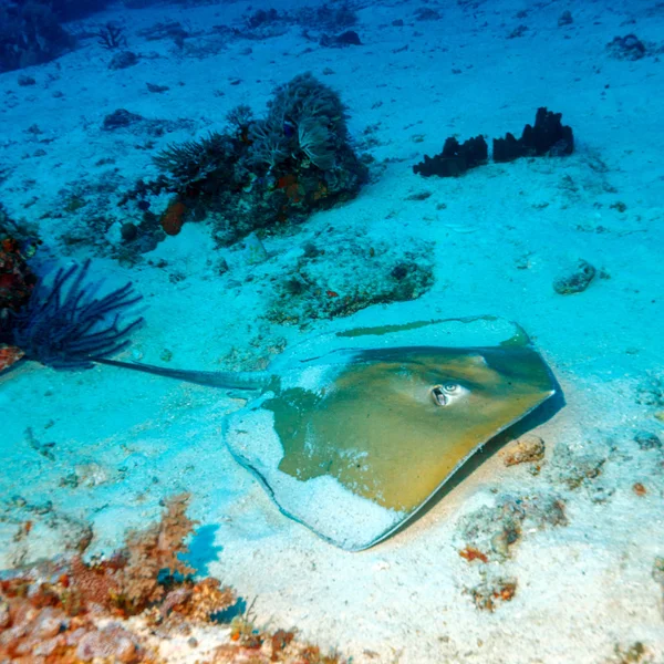 Whiptail Stingray (Dasyatis pastinaca) a Dive, Komodo — Foto Stock