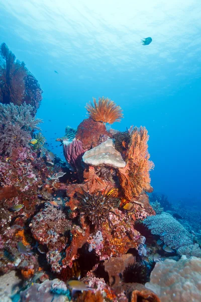 Colorido arrecife de coral tropical con lirios de mar —  Fotos de Stock