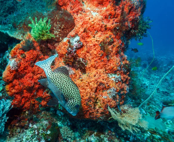 サンゴ礁の近くの熱帯の魚 — ストック写真