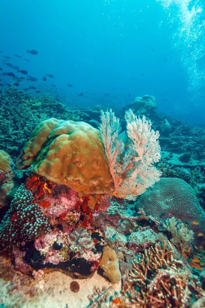 Peces y fondo marino del ecosistema — Foto de Stock