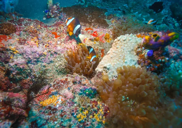 Tropikalne ryby w pobliżu kolorowy koral rafa — Zdjęcie stockowe