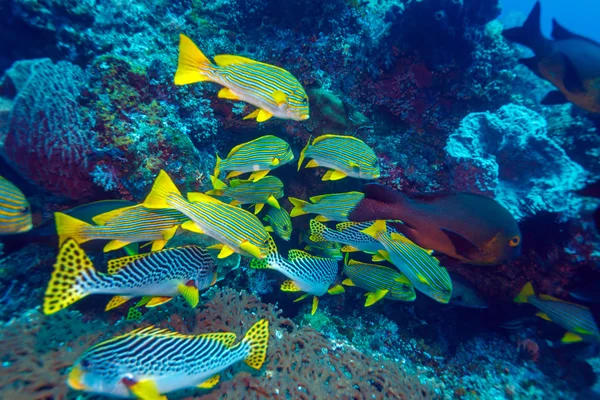 Unterwasserlandschaft mit Süßlippen-Fischen — Stockfoto