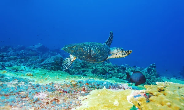 Green Sea Turtle near Coral Reef, Bali — Stock Photo, Image