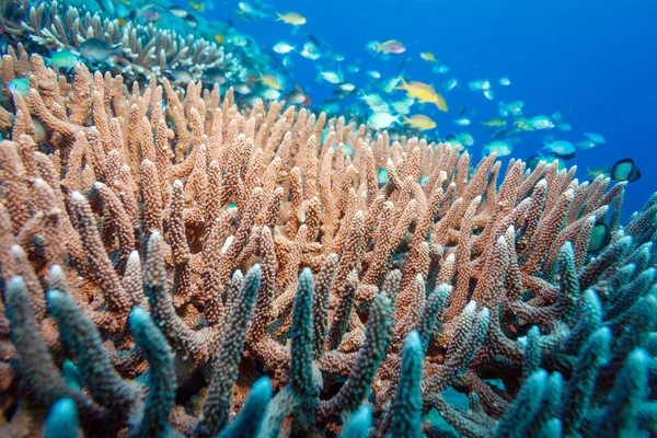 Paisagem subaquática com centenas de peixes — Fotografia de Stock